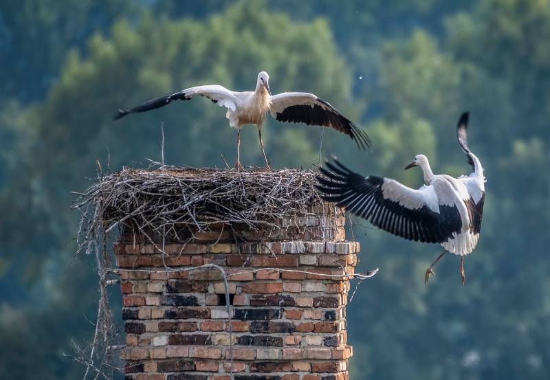 Professional Chimney Animal Removal Services in Plantation, Florida