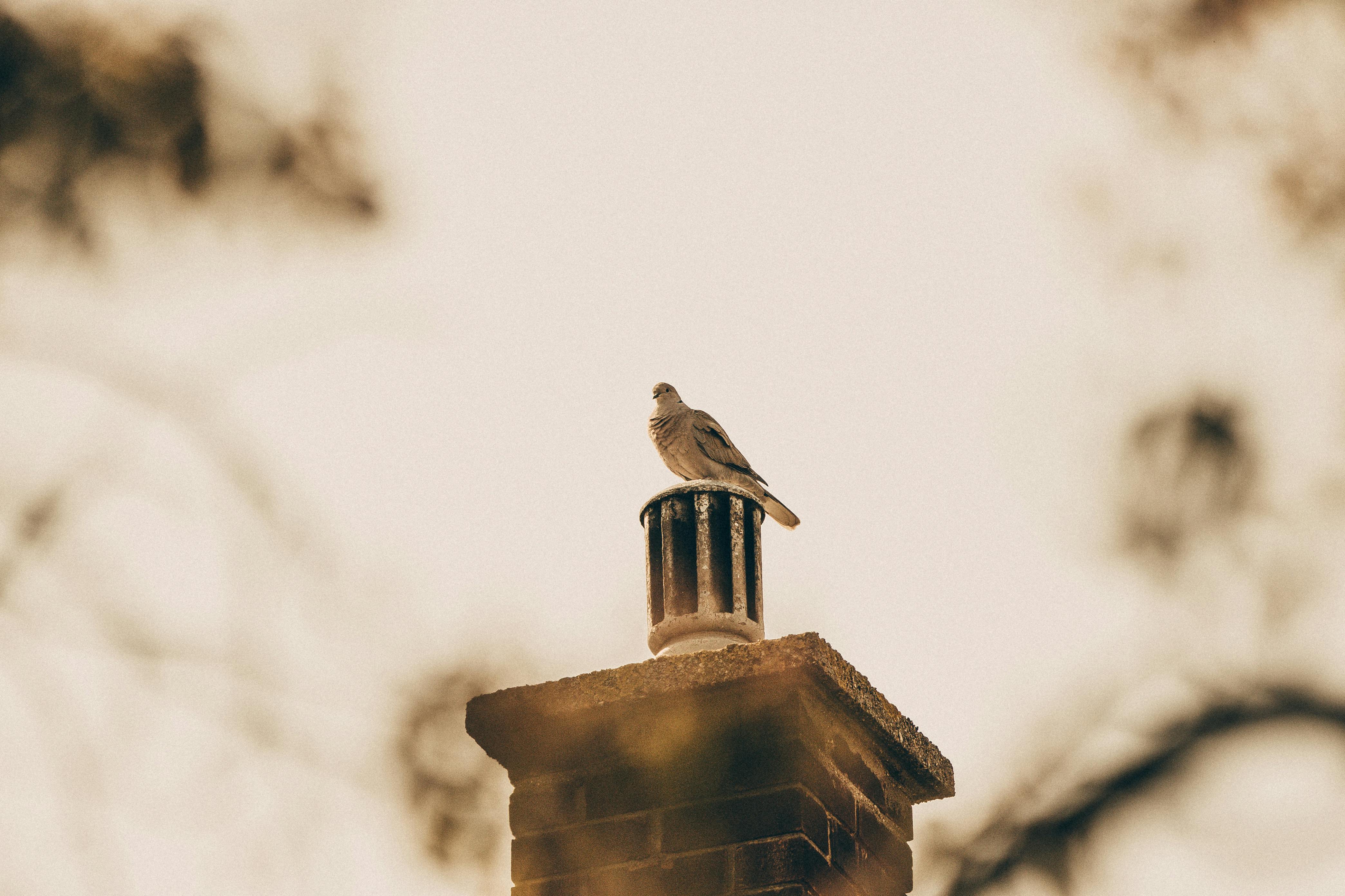 Professional Chimney Cap and Damper In Plantation Florida